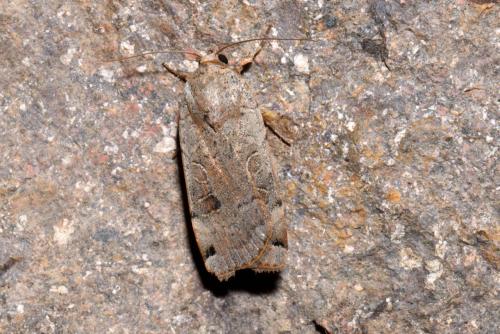 Réf. 240 369 : Noctua orbona